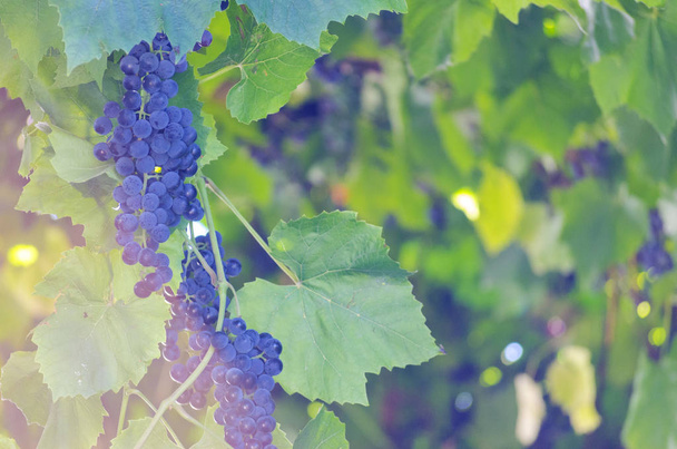 dark blue ripe grapes on the vine at sunset - Photo, Image