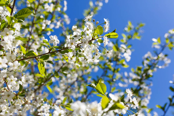 Apple tree branch against the blue sky background at spring - Foto, Imagen