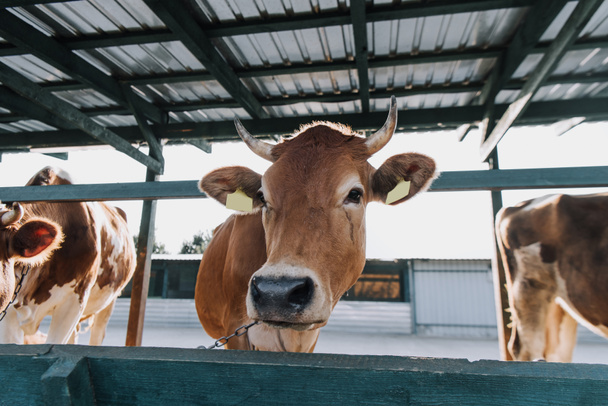 retrato de la hermosa vaca doméstica marrón de pie en el establo en la granja
 - Foto, Imagen