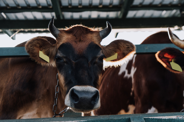 foyer sélectif de la vache brune debout dans le stalle à la ferme
 - Photo, image