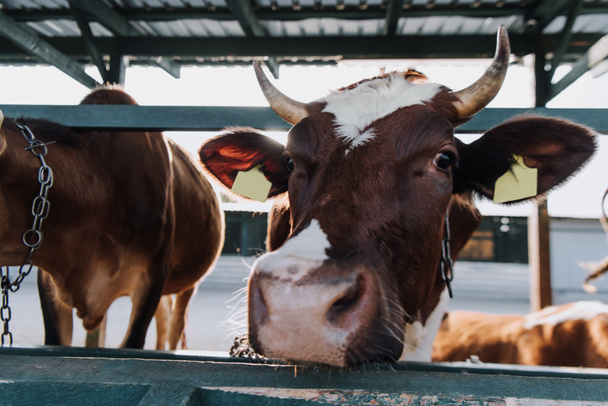 lähikuva maatilalla karsinassa seisovista ruskeista kotieläiminä pidetyistä lehmistä
 - Valokuva, kuva