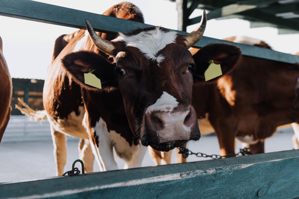 retrato de hermosa vaca marrón de pie en el establo en la granja
 - Foto, Imagen