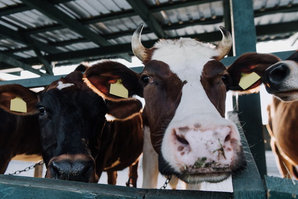  Selektywny fokus piękne krajowych krów stojących w stajni w gospodarstwie - Zdjęcie, obraz