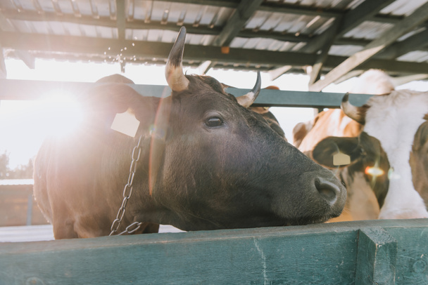 vacas domésticas em pé na tenda na fazenda com luz solar no fundo
 - Foto, Imagem