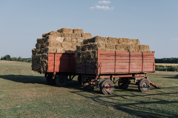 rural scene with two hindcarriage full of stacked hay at farm in countryside - Fotó, kép