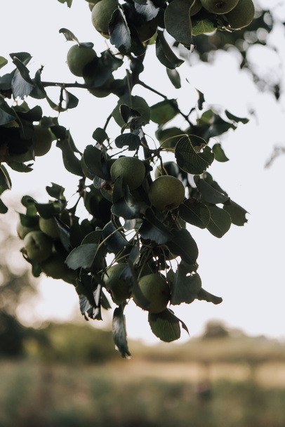 selektiver Fokus von Zweigen mit grünen Äpfeln auf verschwommenem Hintergrund  - Foto, Bild