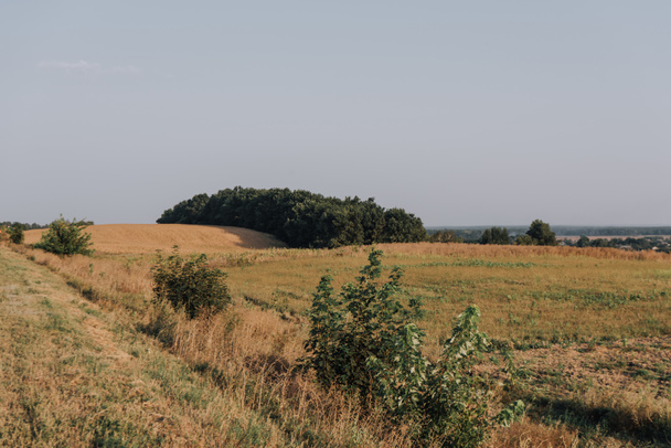 vista panorámica con campo rural y árboles durante el día
  - Foto, imagen