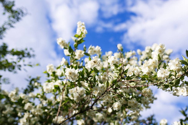 blooming apple tree on a background of blue sky - Photo, Image