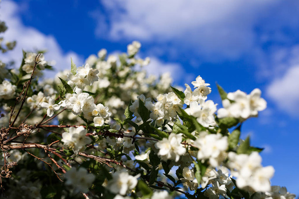 blooming apple tree on a background of blue sky - Foto, Imagen