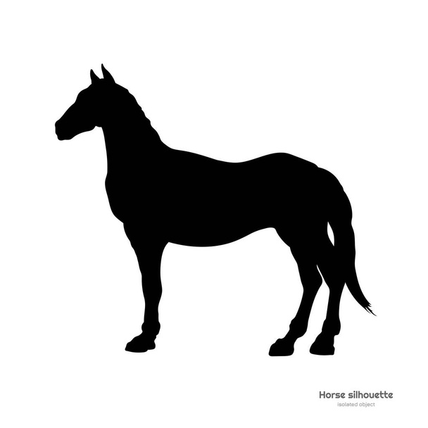 Чорний силует коня. Ізольований детальний малюнок мустанга на білому тлі. Вид збоку
 - Вектор, зображення