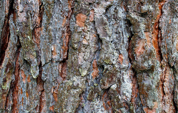 texture of bark tree pine brown color background - Фото, изображение