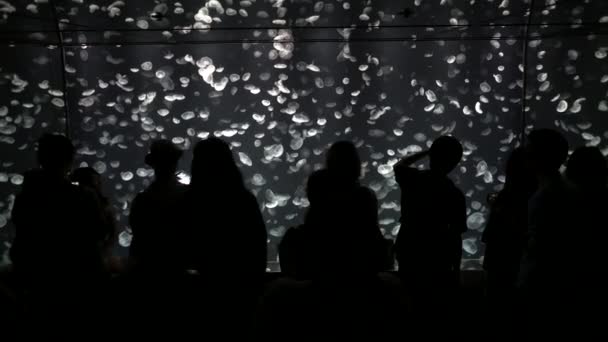 Silhouettes People Taking Photos Of Moon Jellyfish Footage with glowing medusa moving around - Footage, Video