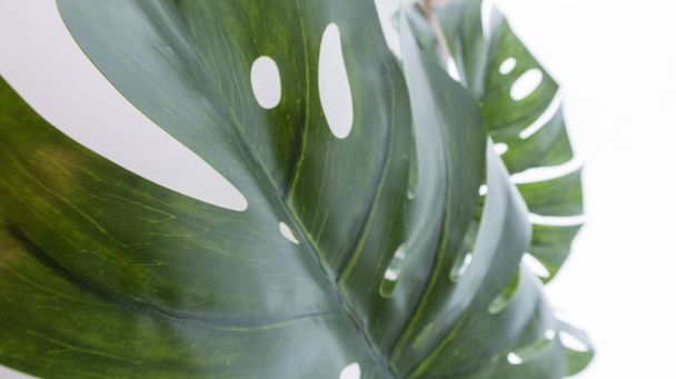 Tropical green leaves on white background. - 写真・画像