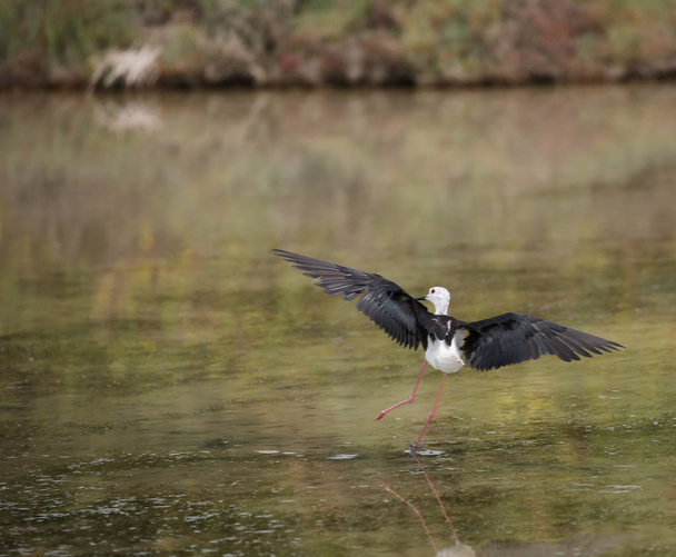 pássaro stilt de asas pretas com grandes asas terras acima da água do lago
 - Foto, Imagem