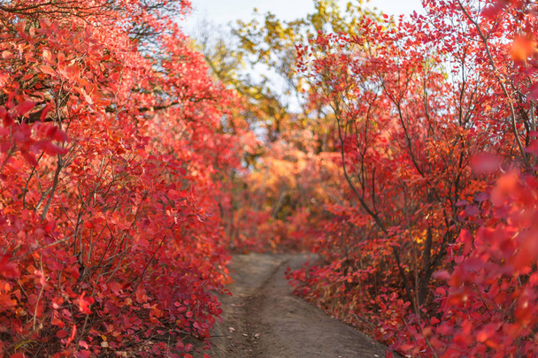 Czerwone krzaki i drzewa liści w piękny jesienny park. - Zdjęcie, obraz