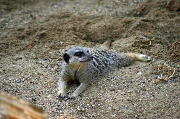 Meerkat, лежачи на його шлунок на піску і дивлячись праворуч. - Фото, зображення