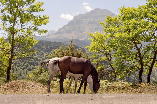 Due cavalli pascolano lungo la strada in montagna in una giornata estiva soleggiata (regione Tzoumerka, Grecia, montagne Pindos
). - Foto, immagini