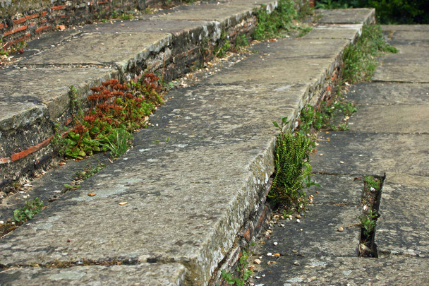 Старые каменные ступени с глиняной плиткой, установленной в подъёмники. С трещинами. На них растут лишайники и растения
. - Фото, изображение