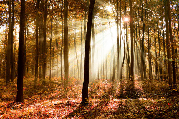 όμορφο μαγικό δάσος με πεσμένα φύλλα καφέ - Φωτογραφία, εικόνα