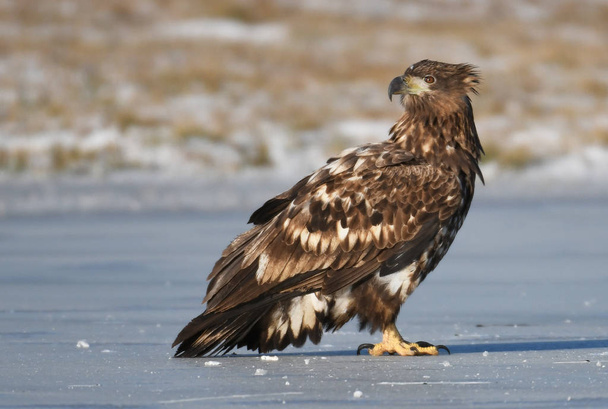 Zbliżenie białe tailed Eagle  - Zdjęcie, obraz