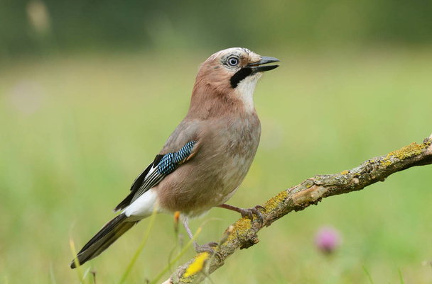 Закрыть вид на птицу Джей в естественной среде обитания
 - Фото, изображение
