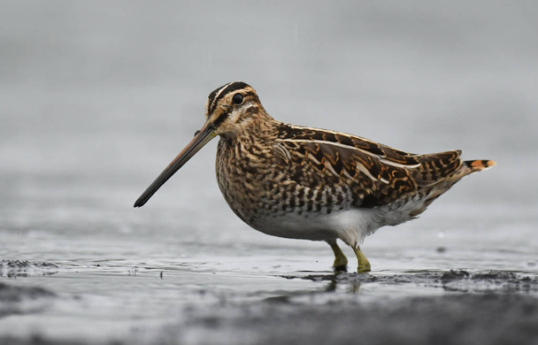 Close yp view of common Snipe in natural habitat - Photo, Image