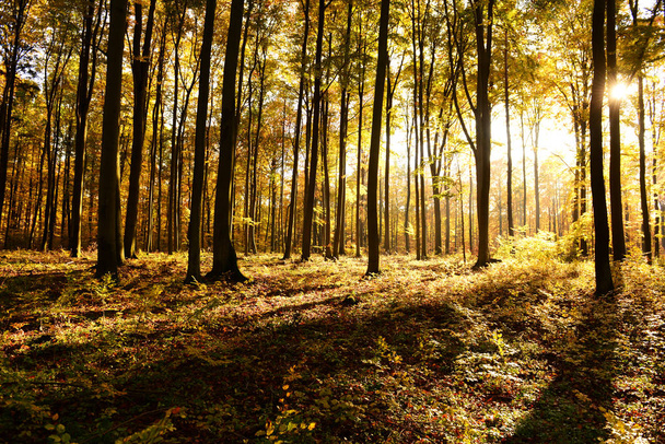 Hermosa mañana en bosque de otoño - Foto, imagen
