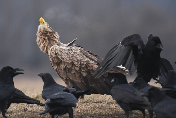 valkohäntäkotka ja varikset niityllä
 - Valokuva, kuva