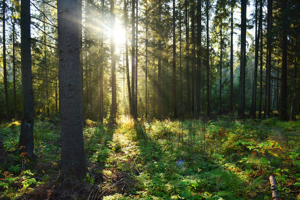beautiful morning with sunbeams in the forest - 写真・画像