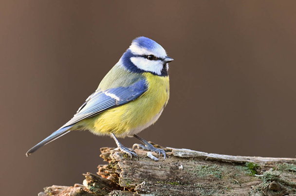 Close up view of Blue tit sitting on branch - Фото, изображение