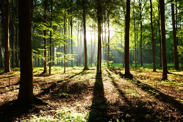 beautiful morning with sunbeams in the forest - Foto, immagini