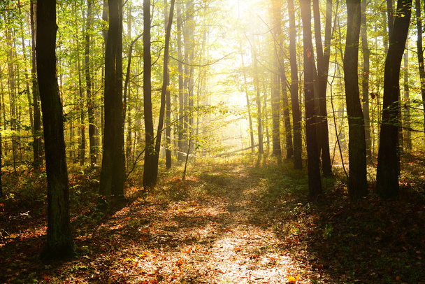beautiful morning with sunbeams in the forest - Photo, Image