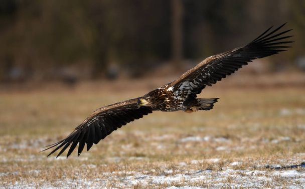 Águila de cola blanca volando en hábitat natural
 - Foto, imagen