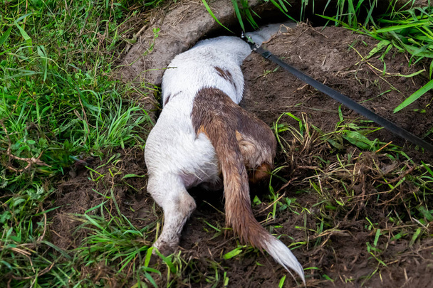 Joven perro enérgico en un paseo. Una sucia doble salchicha de mármol ladridos estándar en el suelo, cava un hoyo. Whiskers, retrato, primer plano
 - Foto, imagen