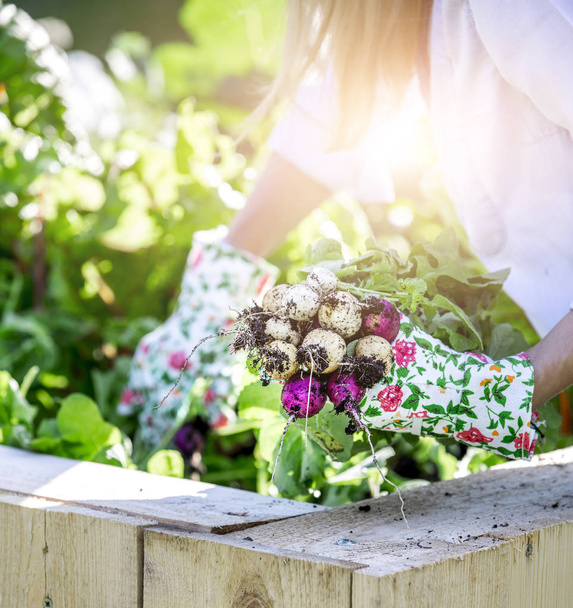 woman in gloves harvesting radishes in vegetable garden - 写真・画像