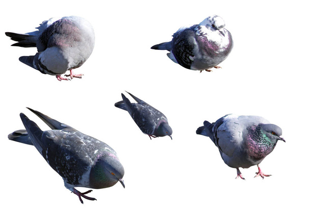 Aantal duiven in verschillende poses geïsoleerd op wit - Foto, afbeelding