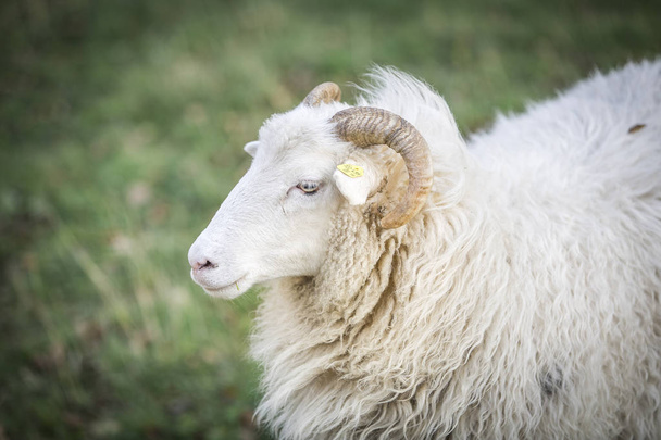 Schafe grasen bei sonnigem Wetter auf der grünen Weide  - Foto, Bild