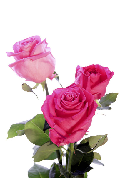 three tender red roses, close-up  - Zdjęcie, obraz