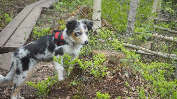 giovane cane in attesa su un sentiero forestale
 - Foto, immagini