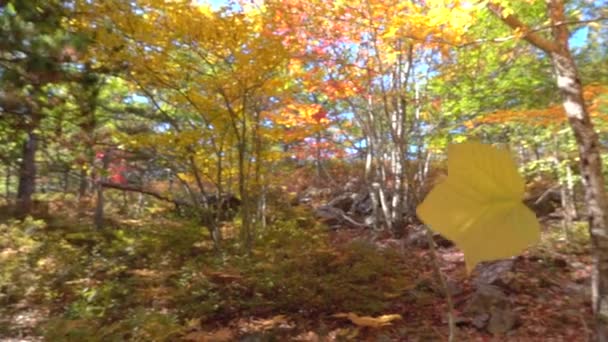 Slow Motion close-up: Gele val loof eraf in herfst bos op zonnige dag. Gele esdoornblad vallen langzaam naar de grond in zonnige herfst. Kleurrijke herfst bomen vergieten van hun oude bladeren - Video