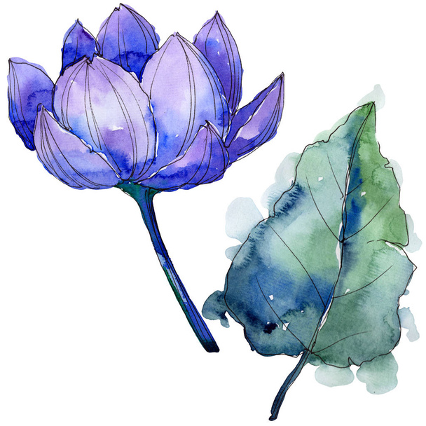 Kır çiçeği suluboya renkli lotus çiçeği. Botanik çiçek. İzole illüstrasyon öğesi. - Fotoğraf, Görsel