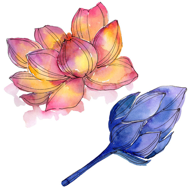 Дика квітка акварель барвиста квітка лотоса. Квіткова ботанічна квітка. Ізольований елемент ілюстрації
. - Фото, зображення