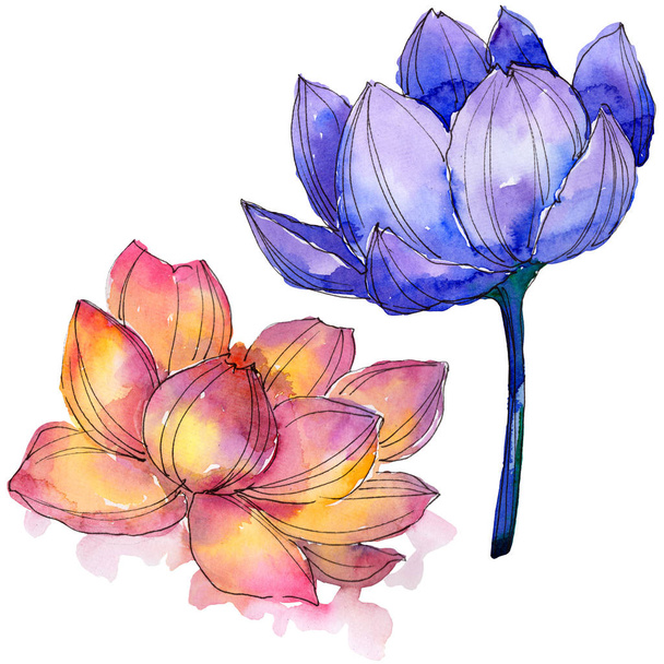 Fleurs sauvages aquarelle fleur de lotus coloré. Fleur botanique florale. Élément d'illustration isolé
. - Photo, image