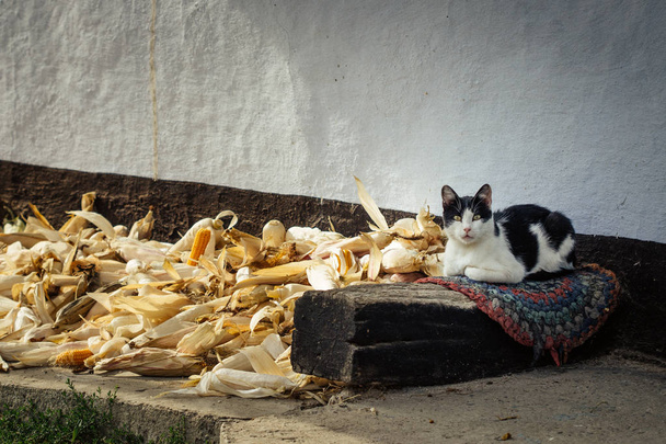 Чорно-біла заміська кішка сидить на килимку біля кукурудзи
 - Фото, зображення