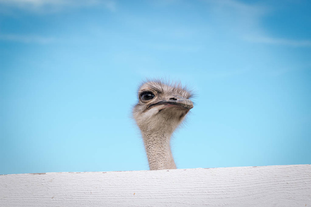 Een grappige struisvogel kijkt naar de camera op de boerderij buiten de omheining. Achtergrond van blauwe hemel en groen gras - Foto, afbeelding