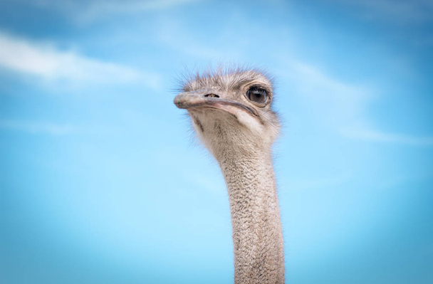Un avestruz gracioso mira la cámara de la granja fuera de la cerca. Fondo de cielo azul y hierba verde
 - Foto, Imagen