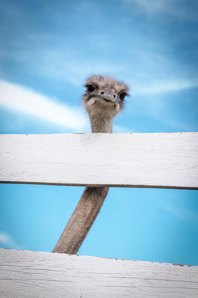 Забавный страус смотрит в камеру на ферме за забором. Фон синего неба и зеленой травы
 - Фото, изображение