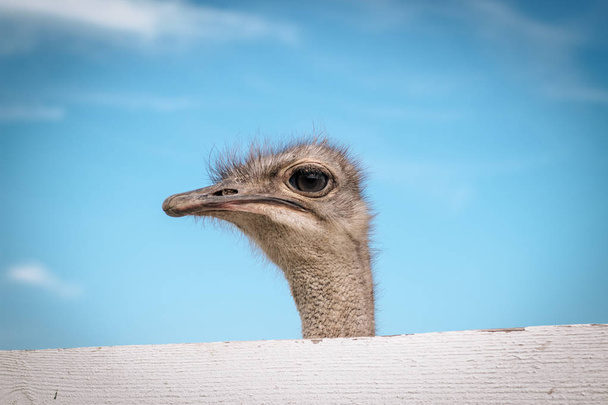 Um avestruz engraçado olha para a câmera na fazenda fora da cerca. Fundo do céu azul e grama verde
 - Foto, Imagem