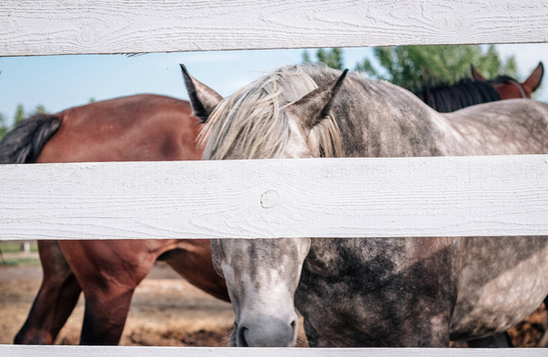 De paarden achter het hek op de boerderij kijken naar de wereld. Tegen de blauwe hemel. Selectieve aandacht - Foto, afbeelding