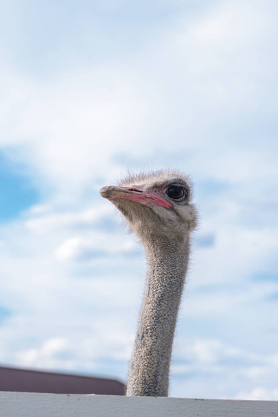 Screaming ostrich with an open mouth. Portrait. Selective focus - Φωτογραφία, εικόνα